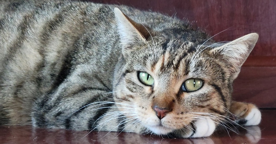 Feta, an adoptable Domestic Short Hair in Lafayette, CO, 80026 | Photo Image 5