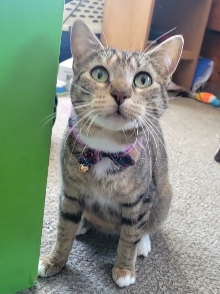 Feta, an adoptable Domestic Short Hair in Lafayette, CO, 80026 | Photo Image 6