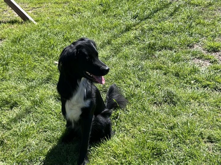 Scooter (S Puppies) 3