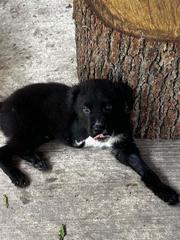 Scooter (S Puppies) 4