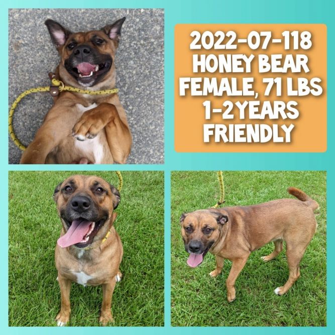 2024-05-040 *Honey Bear*