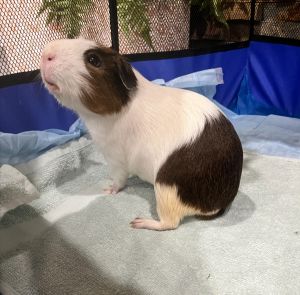 My foster writes Bueno is the cutest cuddliest and most adorable guinea there is He loves to spe