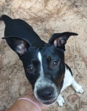 Are you looking for your new best friend Then look no further Her foster parents have this to say 