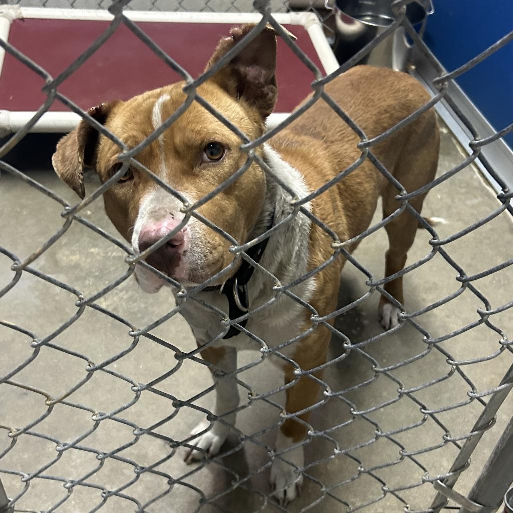 Oliver, an adoptable Mixed Breed in Bennettsville, SC, 29512 | Photo Image 1