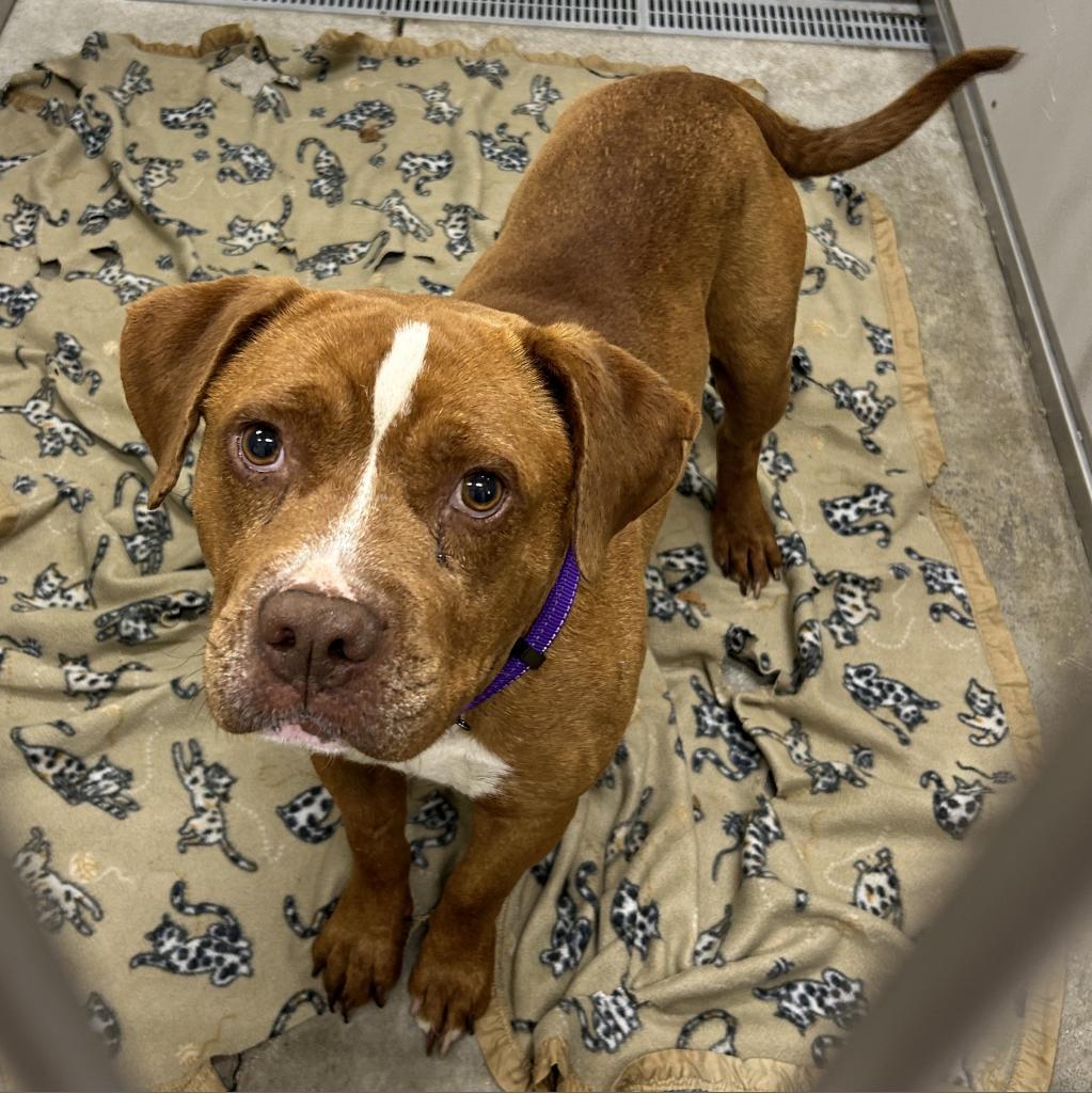 Emmit, an adoptable Mixed Breed in Bennettsville, SC, 29512 | Photo Image 1