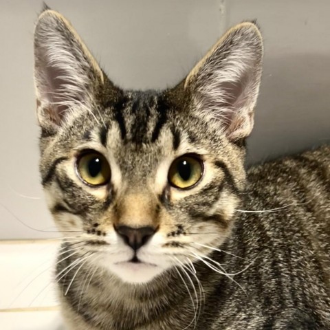 Broom, an adoptable Domestic Short Hair in Fresno, CA, 93725 | Photo Image 1