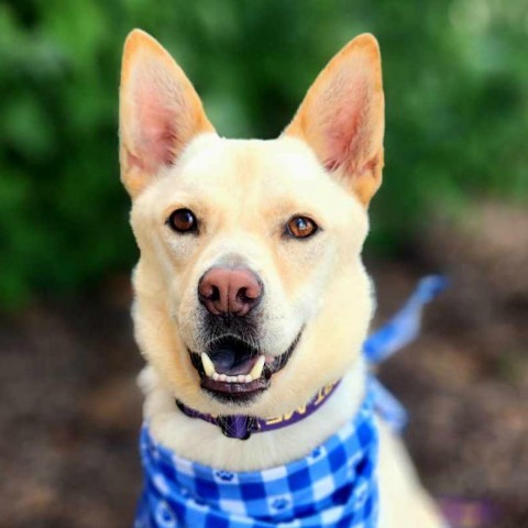 Jack Frosty JuM*, an adoptable Jindo, Mixed Breed in Austin, TX, 78701 | Photo Image 1