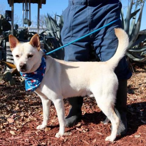 Jack Frosty JuM*, an adoptable Jindo, Mixed Breed in Austin, TX, 78701 | Photo Image 2