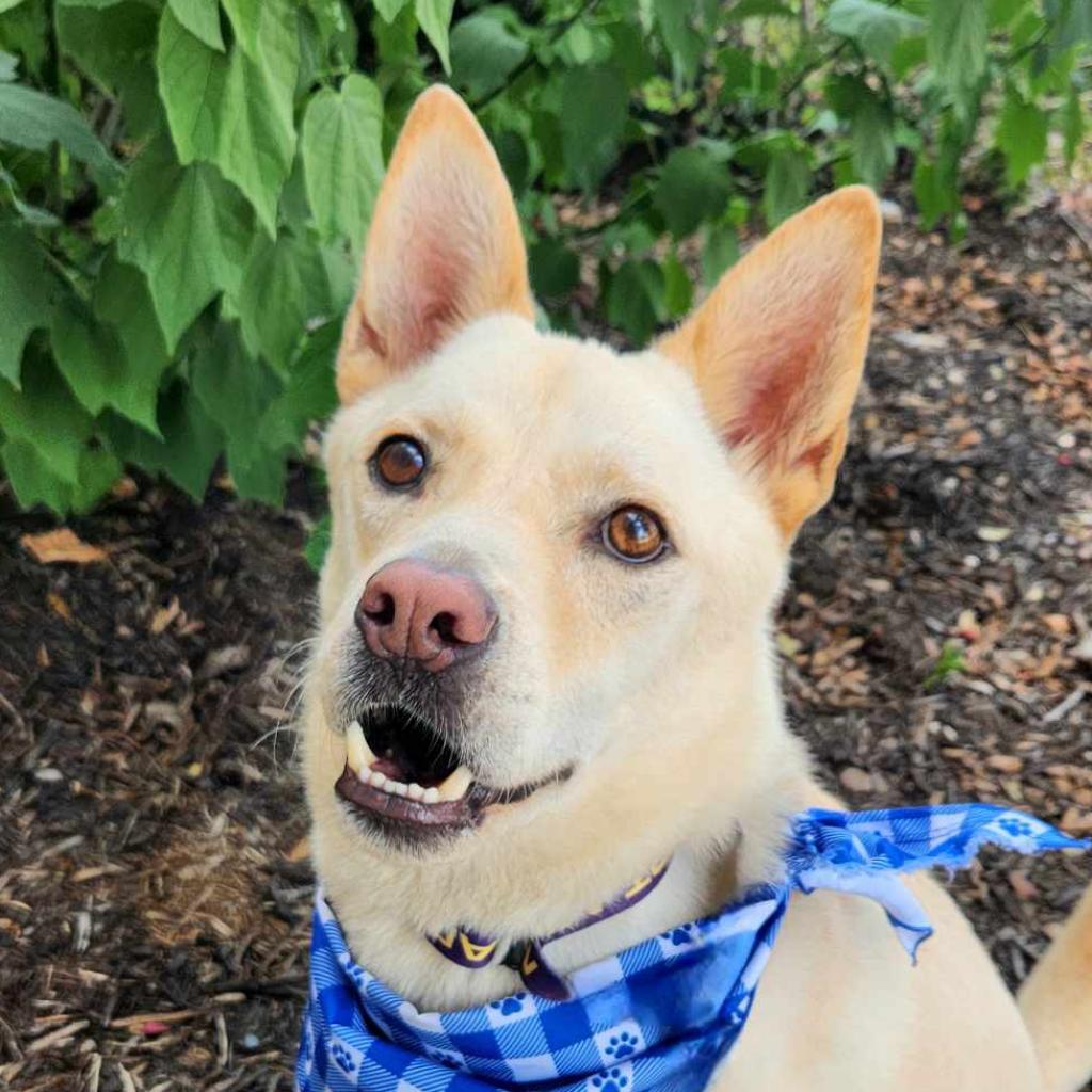 Jack Frosty JuM*, an adoptable Jindo, Mixed Breed in Austin, TX, 78701 | Photo Image 2