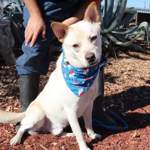 Jack Frosty JuM*, an adoptable Jindo, Mixed Breed in Austin, TX, 78701 | Photo Image 3