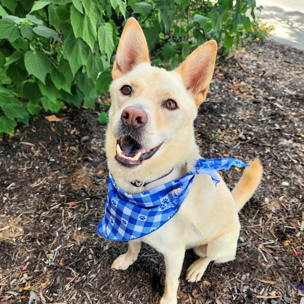 Jack Frosty JuM*, an adoptable Jindo, Mixed Breed in Austin, TX, 78701 | Photo Image 3