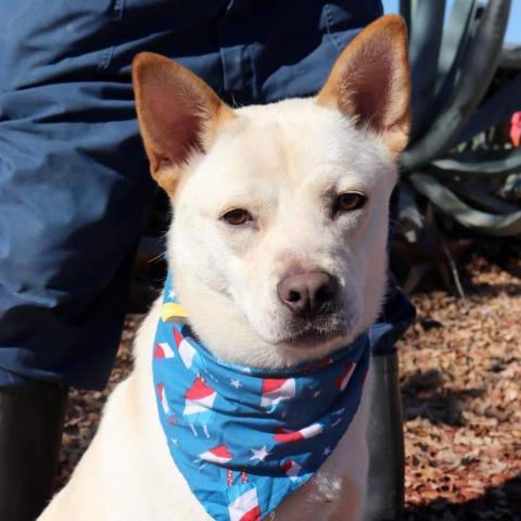 Jack Frosty JuM*, an adoptable Jindo, Mixed Breed in Austin, TX, 78701 | Photo Image 4