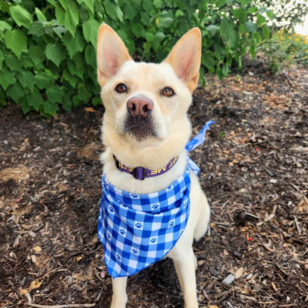 Jack Frosty JuM*, an adoptable Jindo, Mixed Breed in Austin, TX, 78701 | Photo Image 4