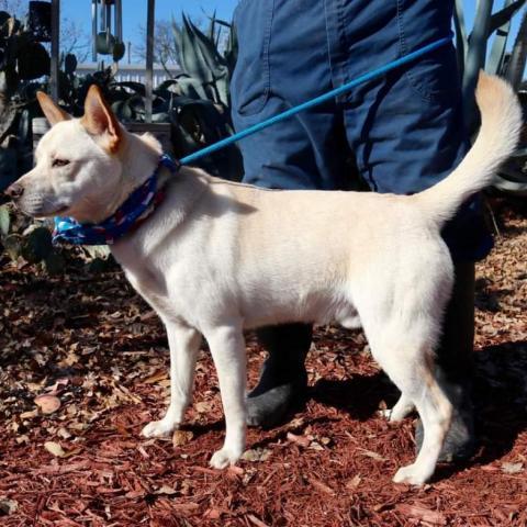 Jack Frosty JuM*, an adoptable Jindo, Mixed Breed in Austin, TX, 78701 | Photo Image 5