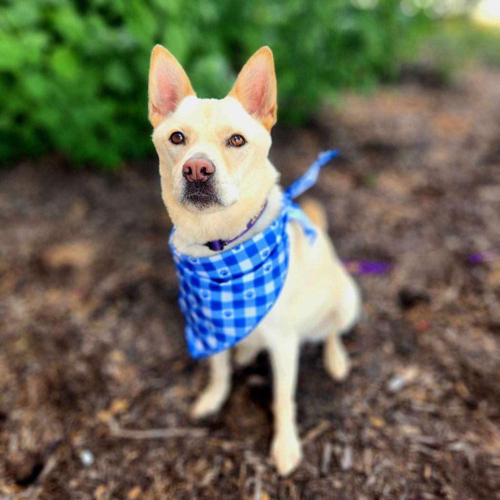 Jack Frosty JuM*, an adoptable Jindo, Mixed Breed in Austin, TX, 78701 | Photo Image 5