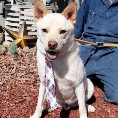 Jack Frosty JuM*, an adoptable Jindo, Mixed Breed in Austin, TX, 78701 | Photo Image 6