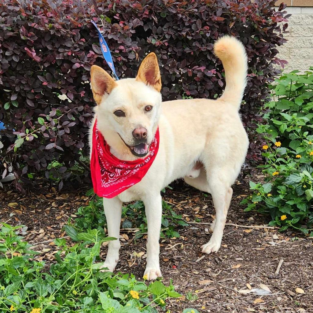 Jack Frosty JuM*, an adoptable Jindo, Mixed Breed in Austin, TX, 78701 | Photo Image 6