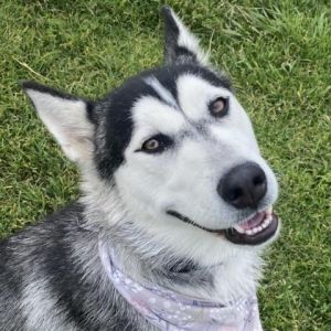 Hi My name is Orchid and Im at the Santa Maria Campus Im a two-year-old female husky who came to