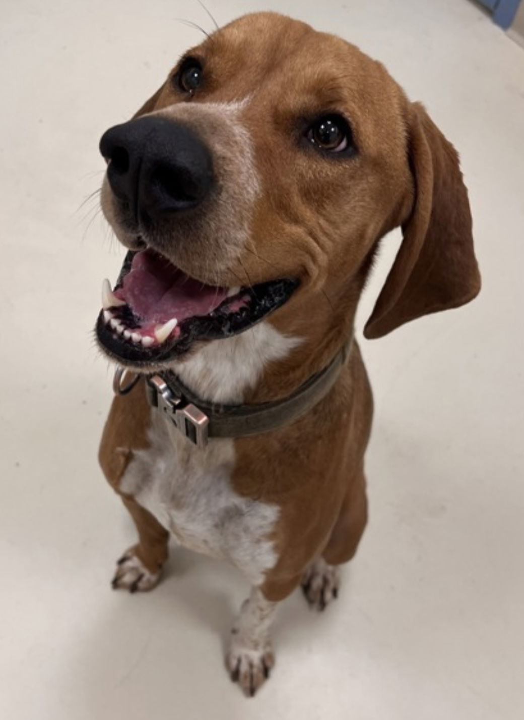 Rusty, an adoptable Redbone Coonhound, Beagle in Webster, WI, 54893 | Photo Image 1