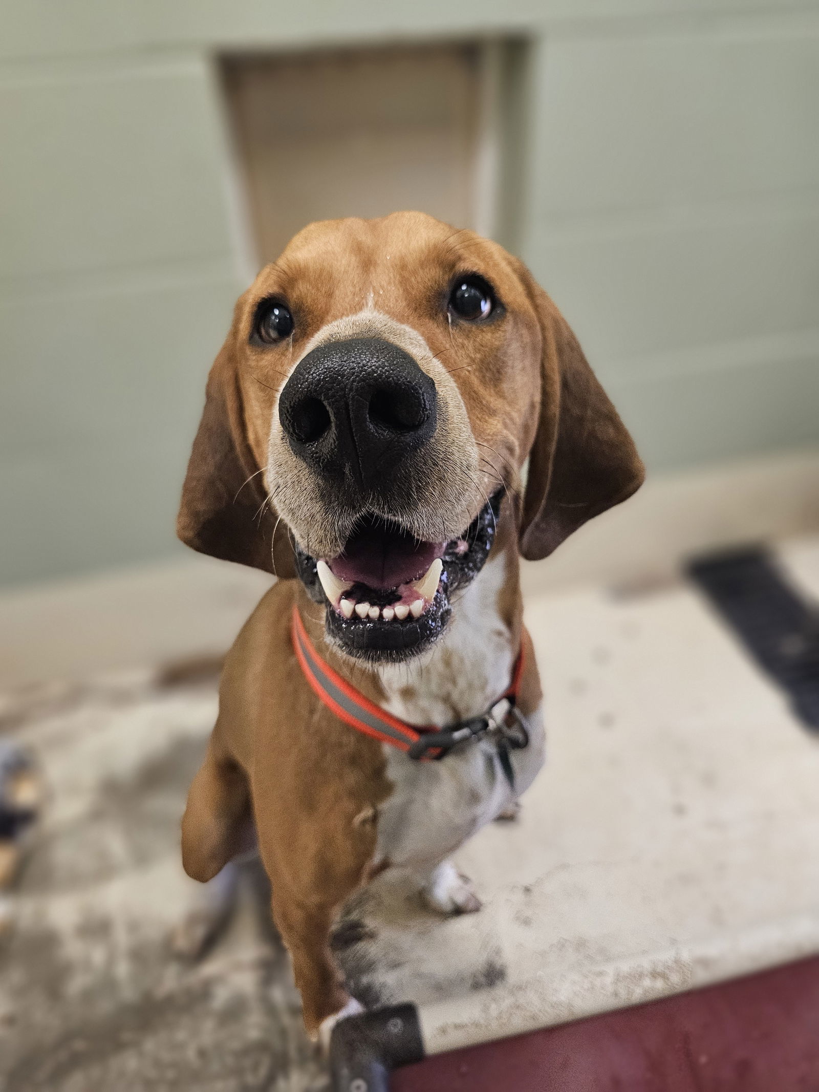 Rusty, an adoptable Redbone Coonhound, Beagle in Webster, WI, 54893 | Photo Image 2