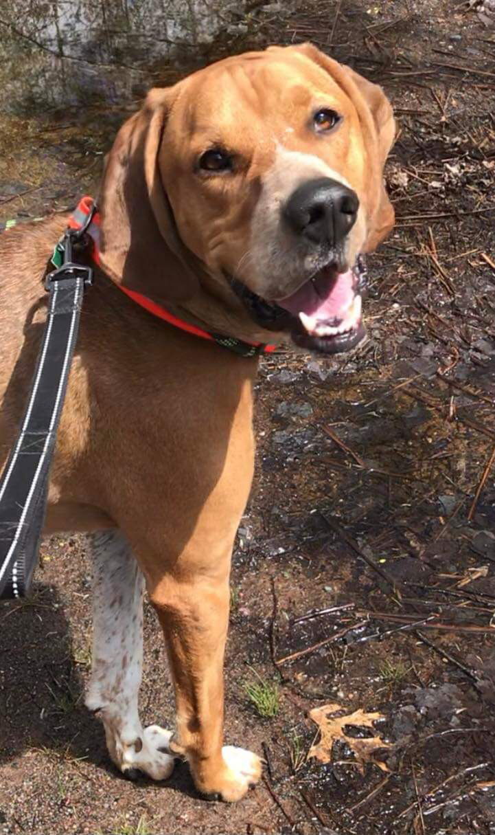 Rusty, an adoptable Redbone Coonhound, Beagle in Webster, WI, 54893 | Photo Image 3