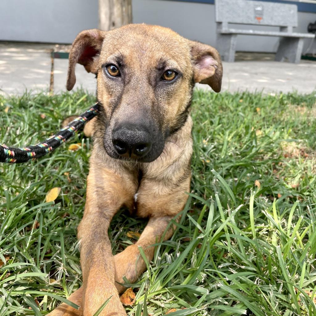 Tori GCH, an adoptable Whippet in Rockaway, NJ, 07866 | Photo Image 1