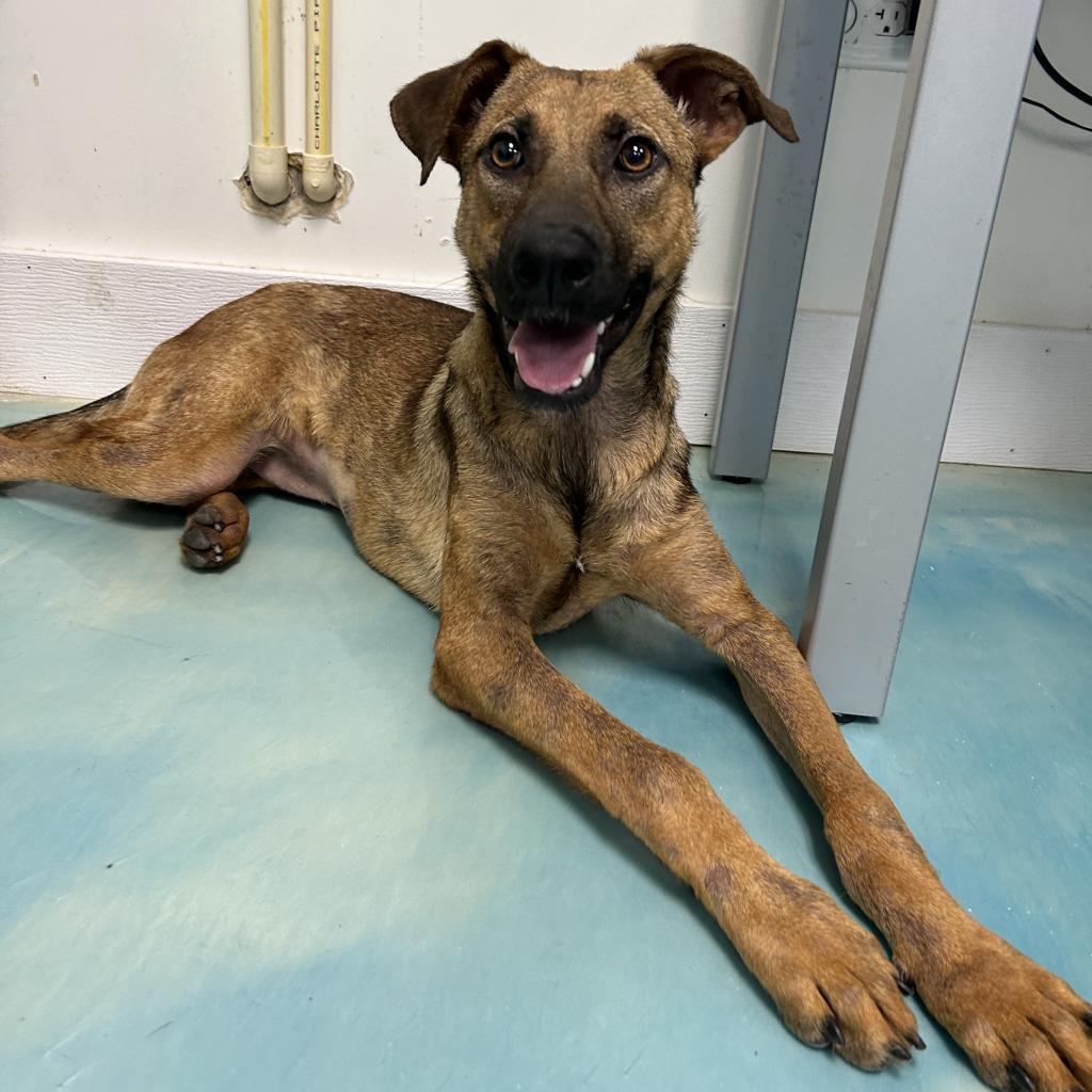 Tori GCH, an adoptable Whippet in Rockaway, NJ, 07866 | Photo Image 2