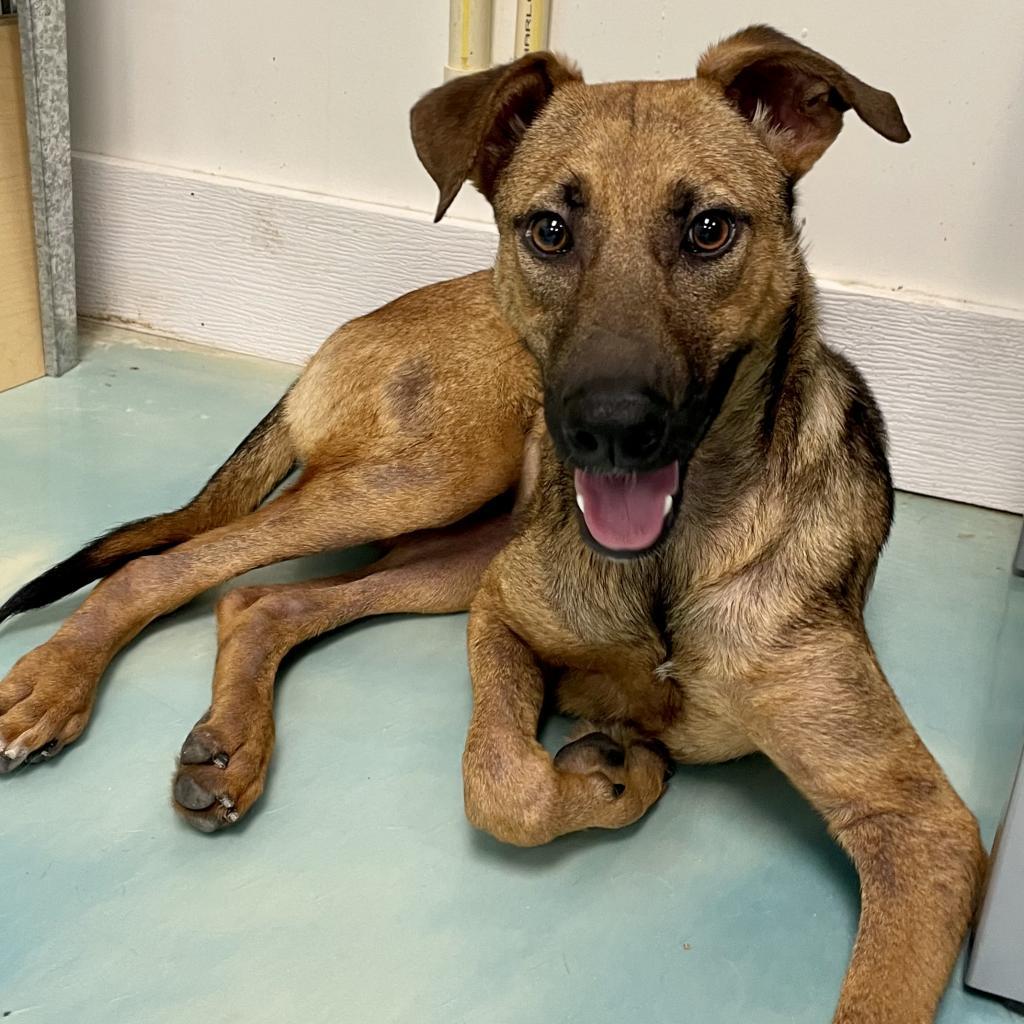 Tori GCH, an adoptable Whippet in Rockaway, NJ, 07866 | Photo Image 3