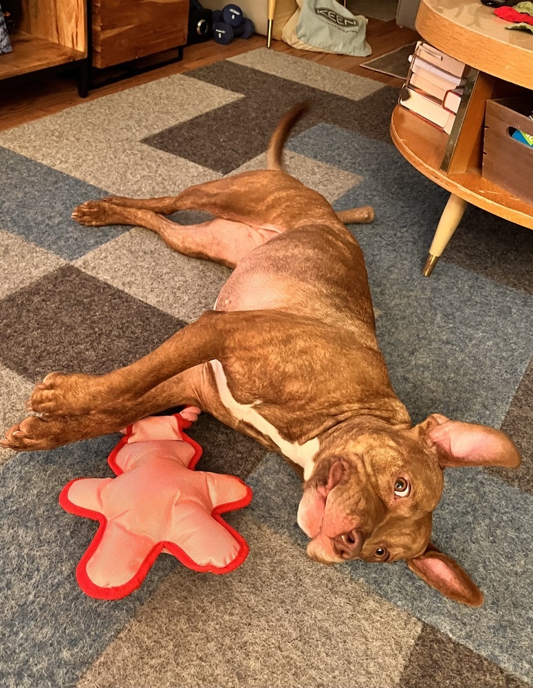 Pandora, an adoptable Pit Bull Terrier in Plymouth, MN, 55447 | Photo Image 1