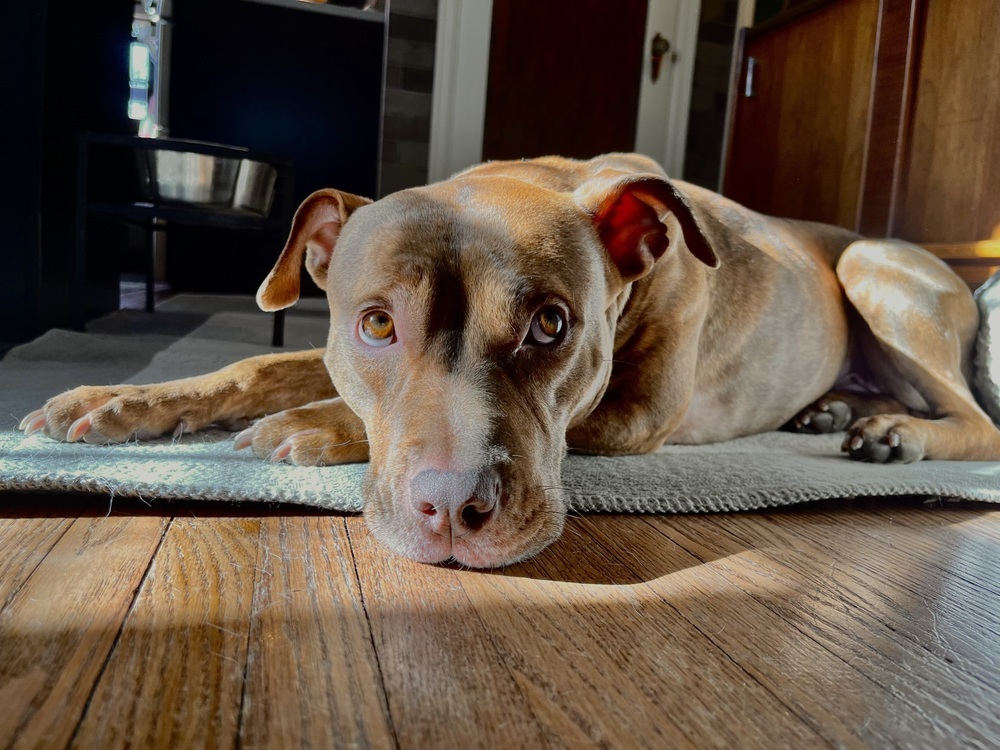 Pandora, an adoptable Pit Bull Terrier in Plymouth, MN, 55447 | Photo Image 2