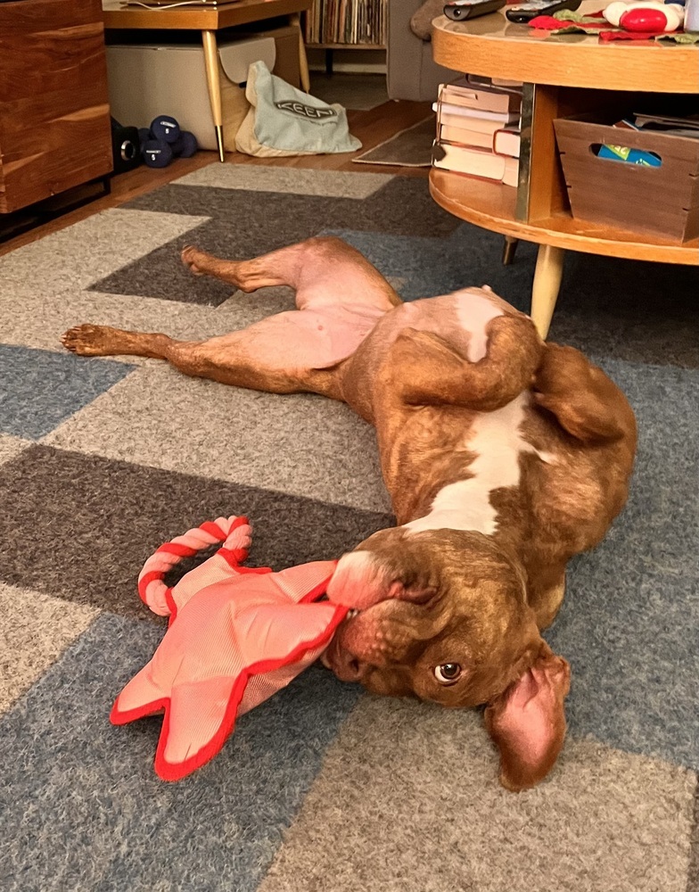 Pandora, an adoptable Pit Bull Terrier in Plymouth, MN, 55447 | Photo Image 3