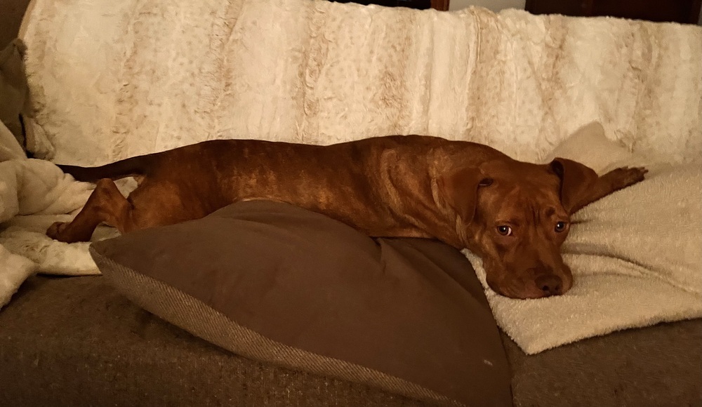 Pandora, an adoptable Pit Bull Terrier in Plymouth, MN, 55447 | Photo Image 4