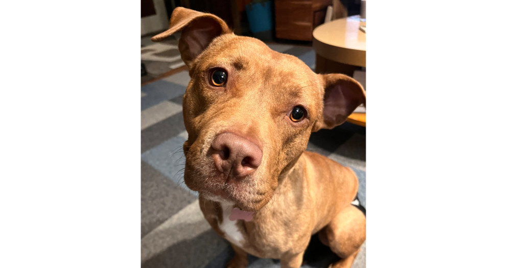 Pandora, an adoptable Pit Bull Terrier in Plymouth, MN, 55447 | Photo Image 6