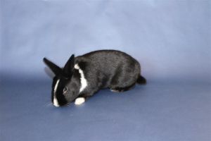 Colin Bunny Rabbit Rabbit