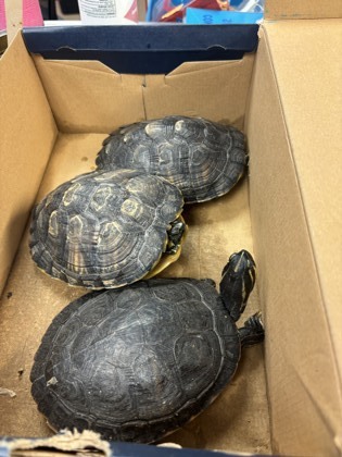 Turtle for adoption - Turtle 3 - ADOPTED, a Turtle in Chamblee, GA ...