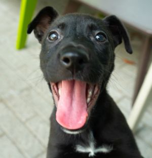 Hi Im Betty Boop Im sweet and playful and ready for my forever home Did I 