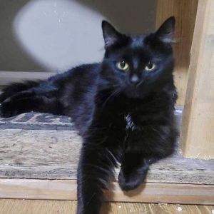 Francis is a very loving and sweet cat She has had two litters of kittens while she was living outd