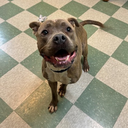 Kong, an adoptable American Staffordshire Terrier, Mixed Breed in Willmar, MN, 56201 | Photo Image 3