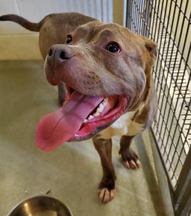 Kong, an adoptable American Staffordshire Terrier, Mixed Breed in Willmar, MN, 56201 | Photo Image 4