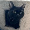 Catwoman photo 2