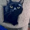 Catwoman photo 3