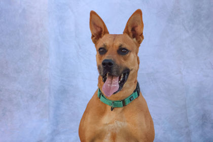 Dandy, an adoptable Mixed Breed in Buchanan Dam, TX, 78609 | Photo Image 1