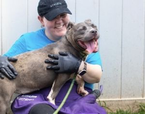 Jassy is a happy puppy with personality for days A growing pup shes dog-friendly but if she has 