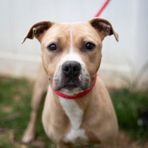 Xena is a shy princess in the form of a fawn and white small pittie She has an excellent show