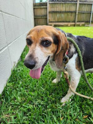 My name is Carmella the 7-year-old sweet and loving beagle girl I only weigh 
