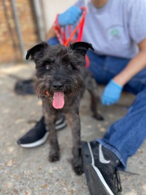 My name is Apple Sauce I am a 7-year-old Schnauzer mix I only weigh 12 lbs I 