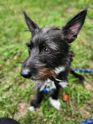 My name is Beatrix Miss Beatrix to you I am a cute little one year old Cairn t
