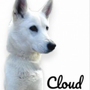 Cloud - On Hold