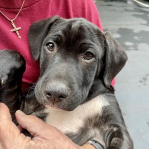 Budweiser is a playful 10 week old puppy who is ready for his forever home His