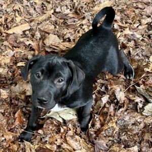 Modelo is a playful 12 week old puppy who is ready for his forever home His mo